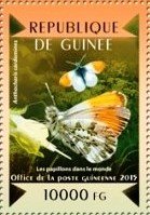 Orange Tip (Anthocharis cardamines)