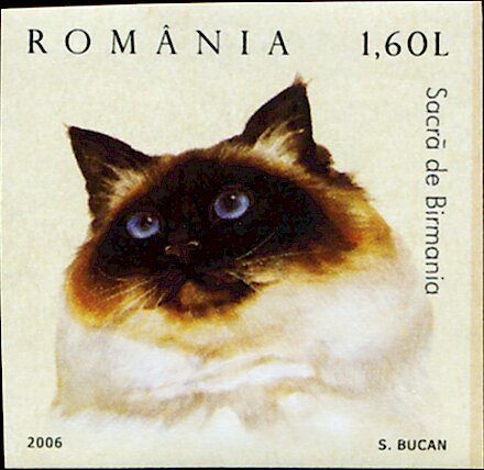 Persian Cat (Felis silvestris catus) Imperf