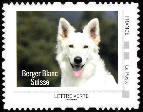 Berger Blanc Suisse