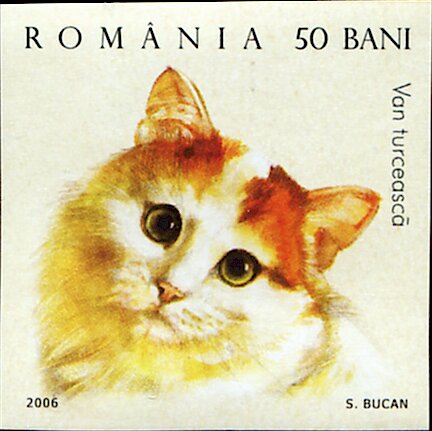Turkish Van (Felis silvestris catus) Imperf
