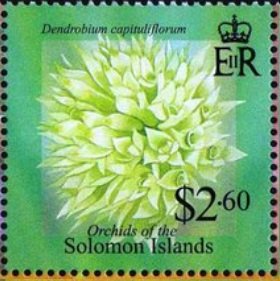 Stamp, Dendrobium capituliflorum, Solomon Islands,  , Flowers, Orchids, Plants (Flora)