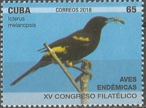 Cuban Oriole (Icterus melanopsis)