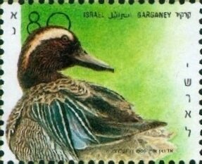 Garganey