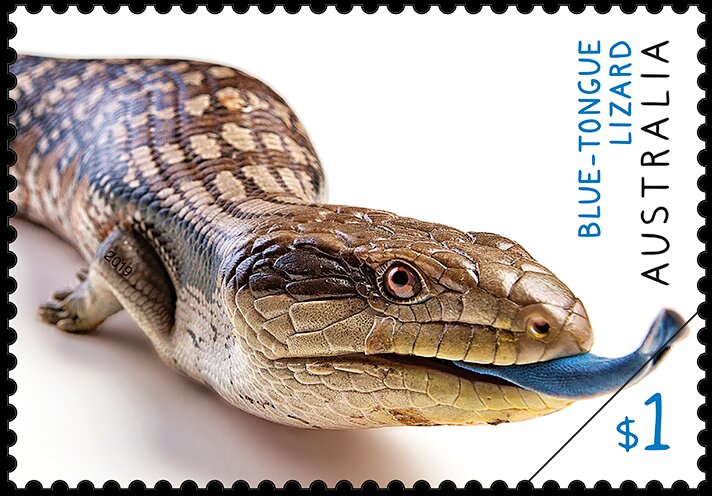 Blue-Tongued Lizard