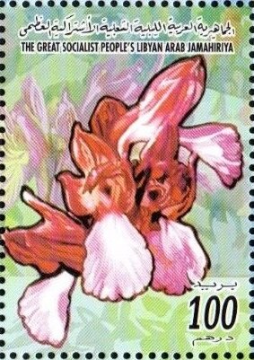 Redviolet-white orchid
