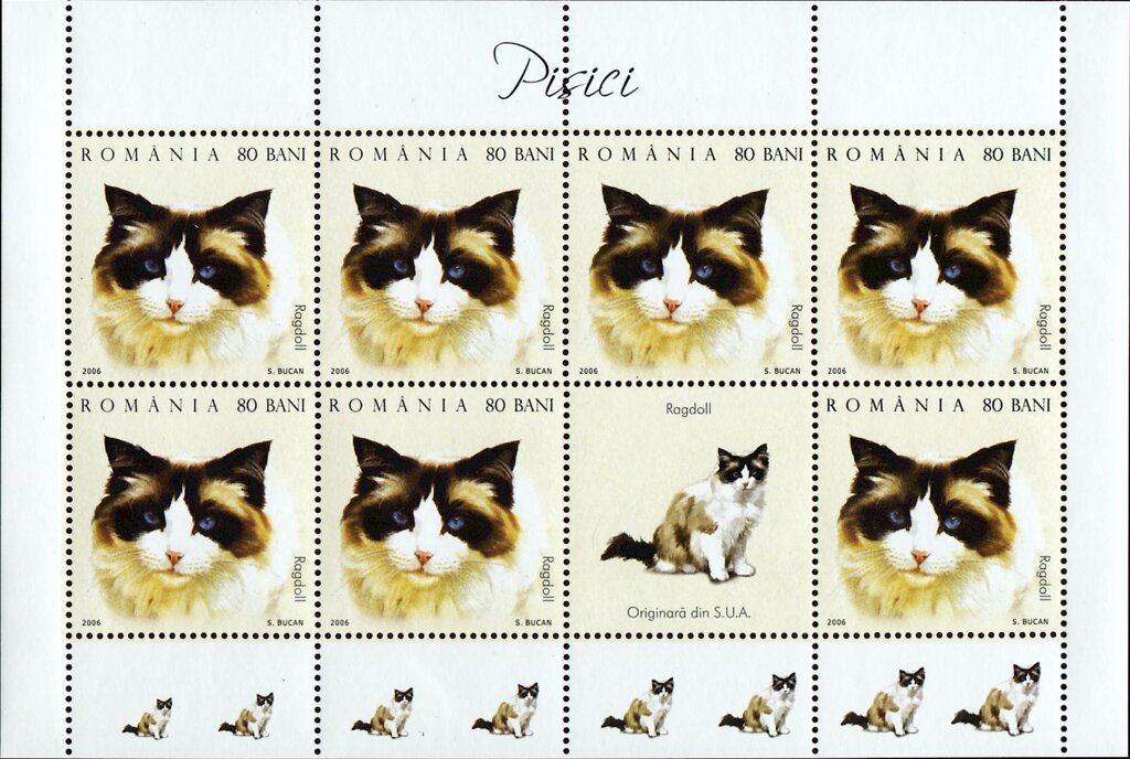 Ragdoll (Felis silvestris catus) MS