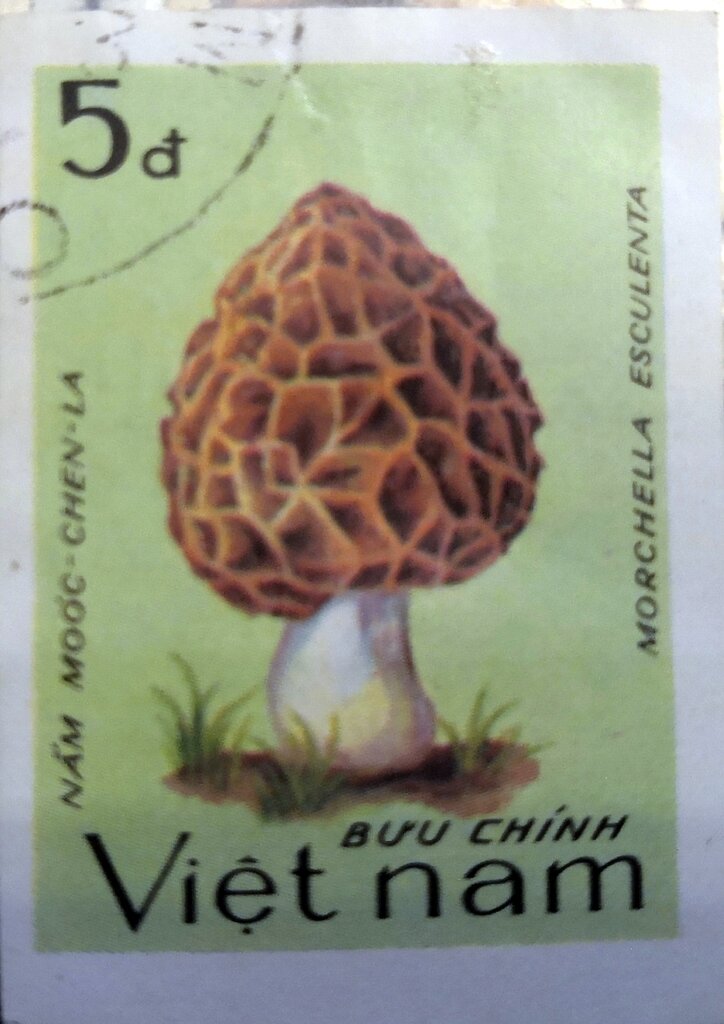 Morchella esculenta