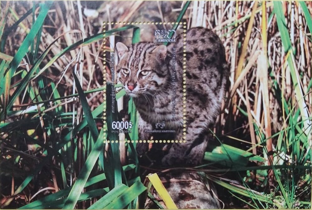 Fishing Cat (Prionailurus viverrinus)