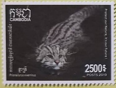 Fishing Cat (Prionailurus viverrinus)