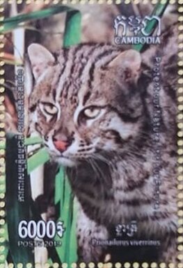 Fishing Cat (Prionailurus viverrinus)