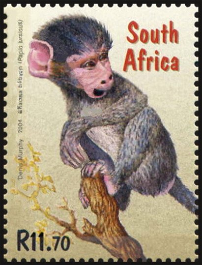 Chacma Baboon ((Papio urdinus)