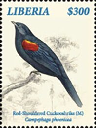 Male Red-Shouldered Cuckooshrike