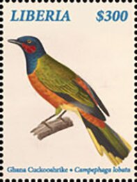 Ghana Cuckooshrike