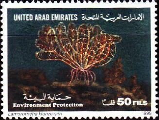 Lamprometra klunzingeri