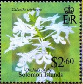 Calanthe triplicata