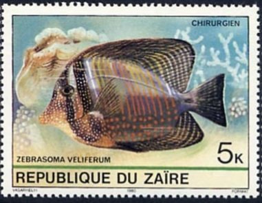 Sailfin Tang (Zebrasoma veliferum)