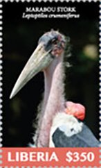 Marabou Storks
