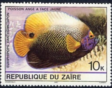 Blueface Angelfish (Euxiphipops xanthometapon)