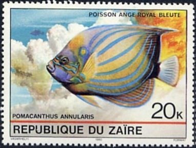 Bluering Angelfish (Pomacanthus annularis)