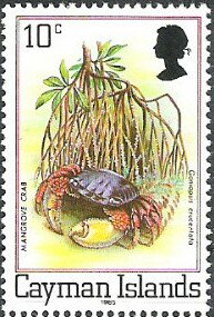 Red Mangrove Root Crab (Goniopsis cruentata)