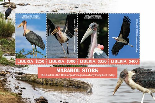 Marabou Stork