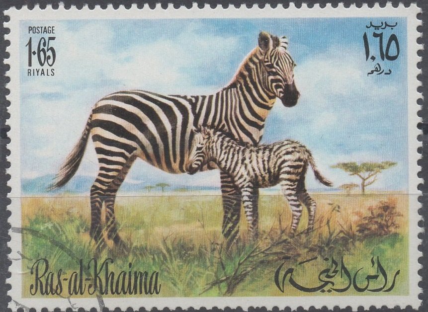 Zebra (Equus sp.)