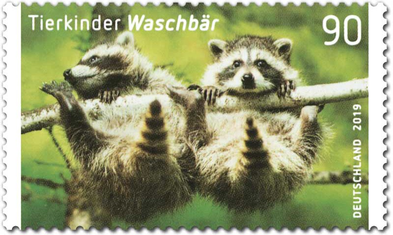 Raccoons