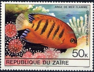 Flame Angel (Centropyge loriculus)