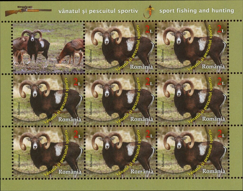 Mouflon (Ovis ammon musimon)