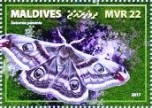 Saturnia pavonia