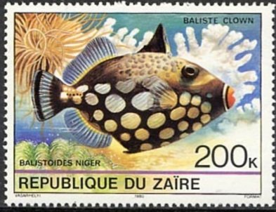 Clown Triggerfish (Balistoides niger)