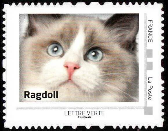Ragdoll