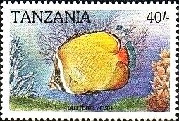 Butterflyfish