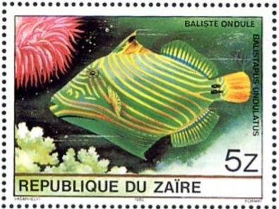 Orange-lined Triggerfish (Balistapus undulatus)