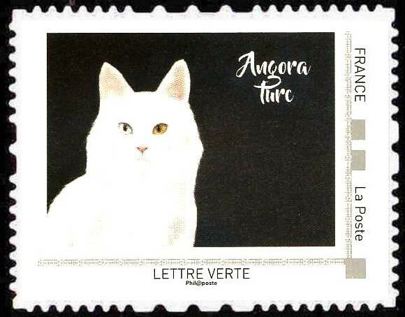 Angora Turc