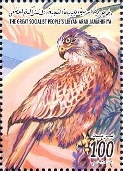 Buteo buteo