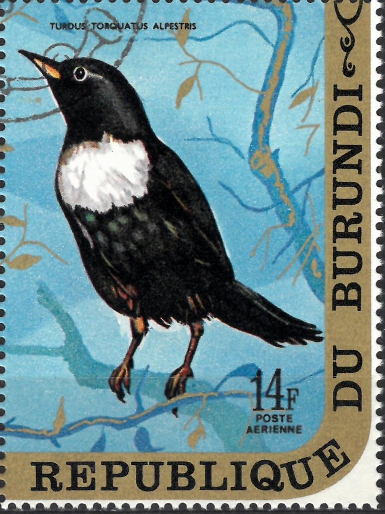 Turdus Torquatus Alpestris