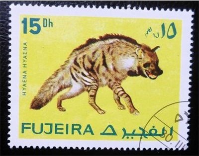 Striped hyena (Hyaena hyaena)