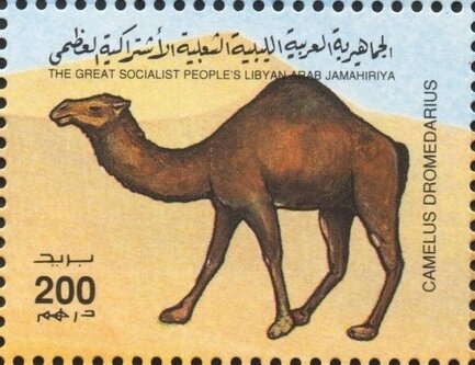 Camelus dromedarius