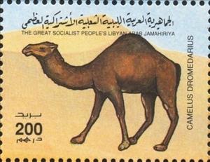 Stamp, Camelus dromedarius, Libya,  , Camels