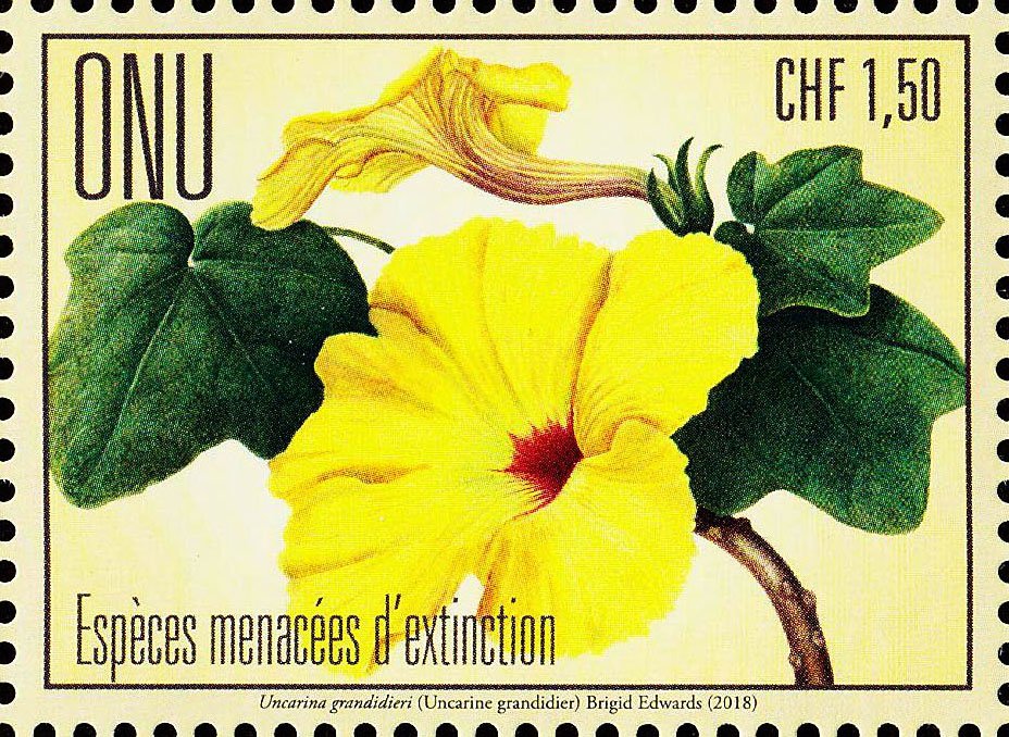 Uncarina (Uncarina grandidieri)