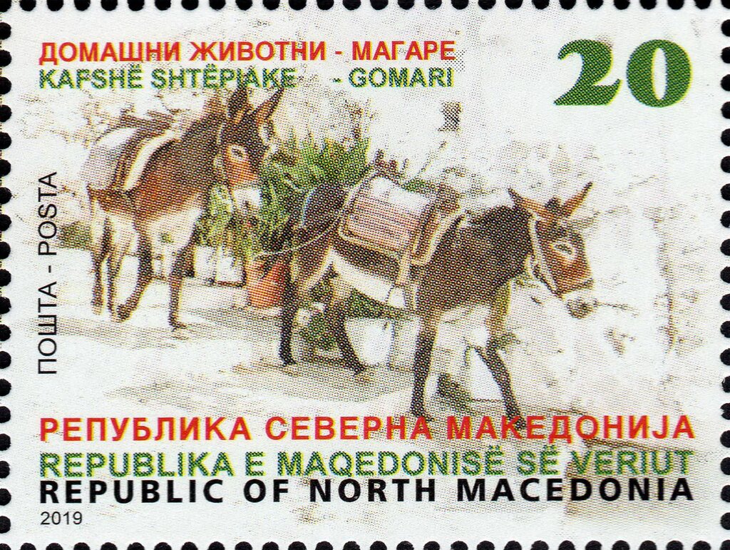 Donkeys
