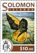 Ornithoptera croesus