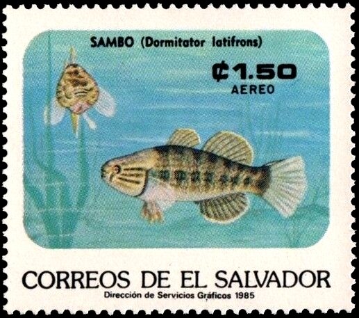 Dormitator latifrons