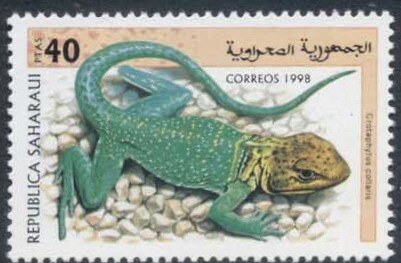 Crotaphytus collaris