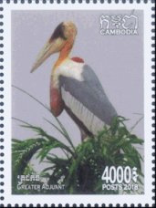 Greater Adjutant