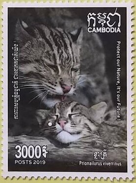 Fishing Cat (Prionailurus viverrinus)