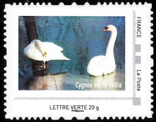Cygnes sur la Seille