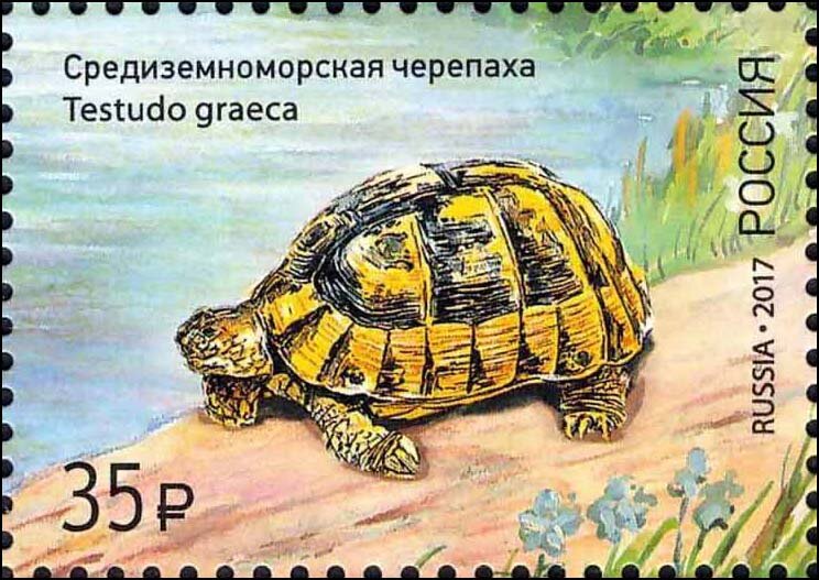Testudo graeca