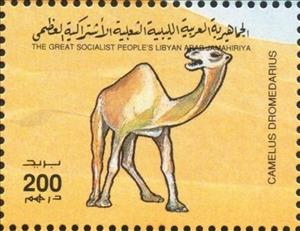 Stamp, Camelus dromedarius, Libya,  , Camels
